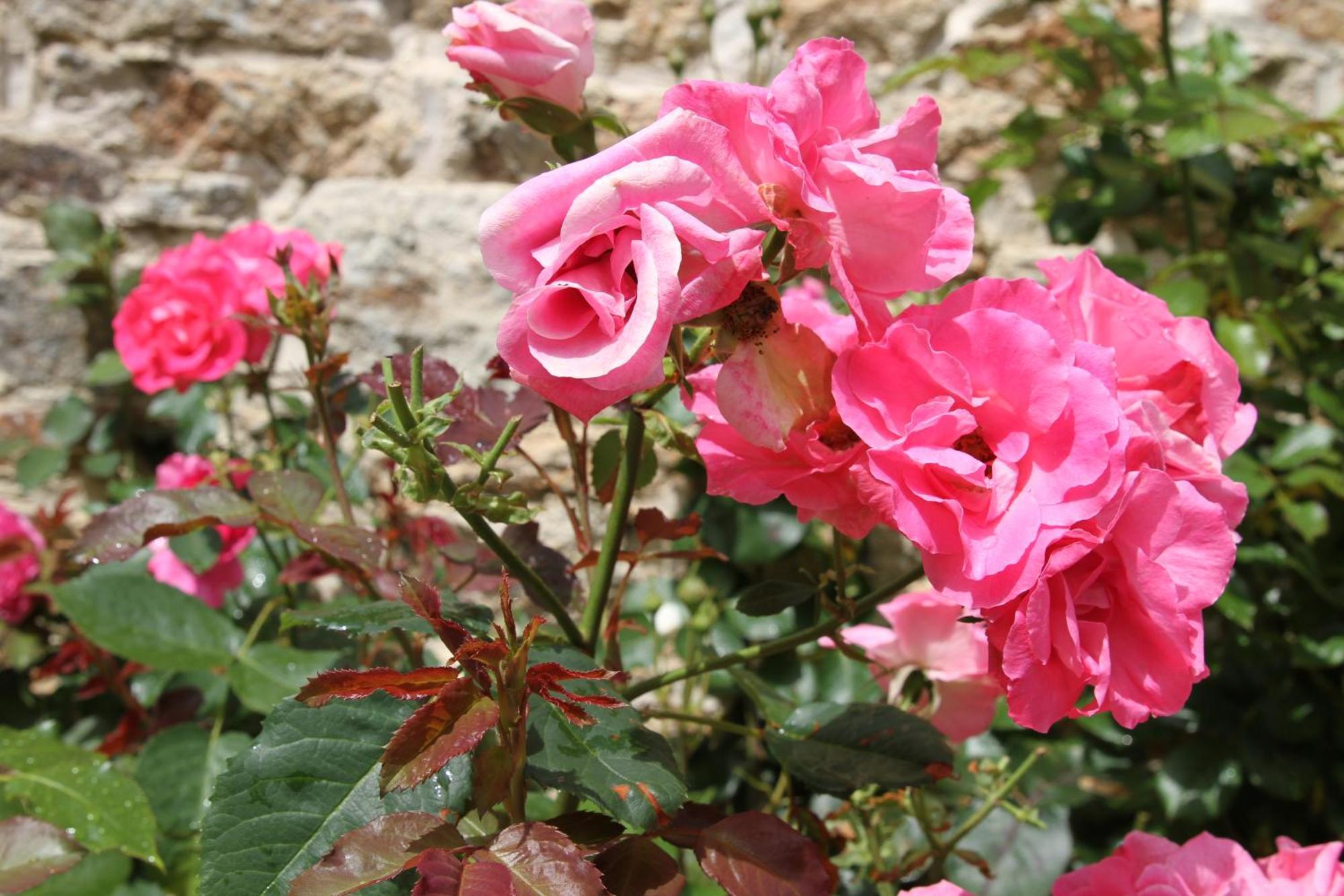 L'Ancienne Boulangerie Bed & Breakfast Collinee Bagian luar foto